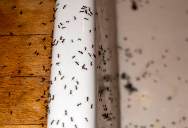 Best Bed Bug Extermination  in La Blanca, TX