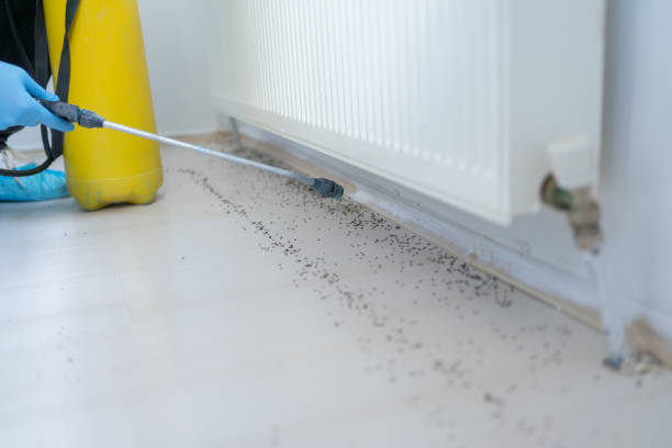 Best Termite Control Services  in La Blanca, TX